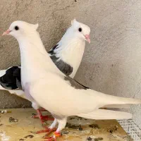 پرش سنگین و گرهن