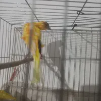 قناری ابلق،نارنجی