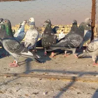 کبوتر پلاکی و دورگ