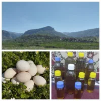 تخم مرغ نطفه دار..روغن زیتون
