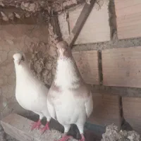 کبوتر مناسب