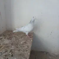 کبوتر|پرنده|اقبالیه, |دیوار