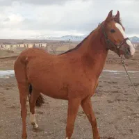 خرید و فروش انواع اسب