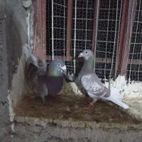 کفتر المانی ورنگه