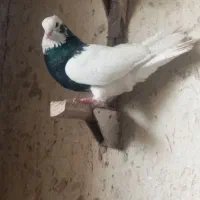 طوق سیاه نر