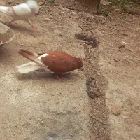 کبوتر|پرنده|خان ببین, |دیوار