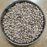 لوبیا چیتی ارتشی