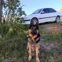 سگ ژرمن