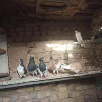 کبوتر