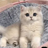 اسکاتیش بیریتیش بلو گلد