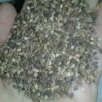 کنجد فقط سه کیلو مونده  ۳۷۰