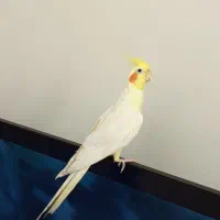 عروس نر لوتینو چشم شرابی