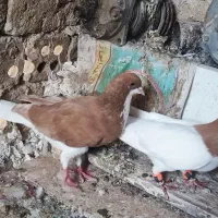 یک خال ساده زرد  نر چادری ویک ساده زرد چادری ماد