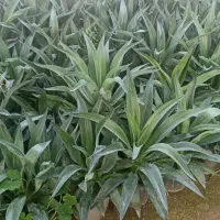 اگاو|گل و گیاه طبیعی|چهارباغ, |دیوار