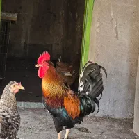 خروس