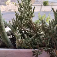 گل کاکتوس