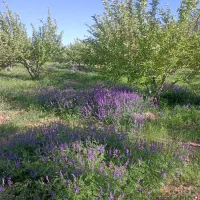 باغ-ثمری-سیب
