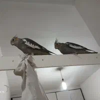 پرنده