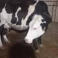 د‌وتانخری شکم‌ اول زایده