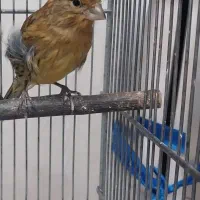 قناری سرخ سوخته نر
