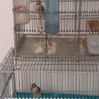 نروماده سهره