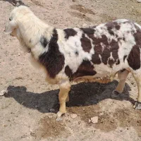 نیاز ندارم