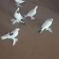 ۱ میلیون دونه ای|پرنده|مرند, |دیوار