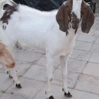 نری پاکستانی دو نژاد