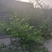اجاره منزل مسکونی