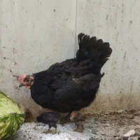 ۲ عدد مرغ با ۳۰ عدد جوجه