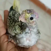 عروس هلندی سرلاکی