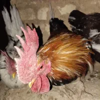 خروس|حیوانات مزرعه|خوانسار, |دیوار