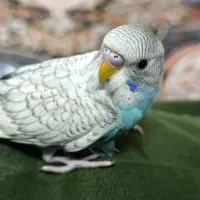 مرغ عشق تازه دون خور