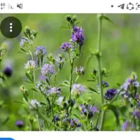 عرق یونجه تازه