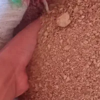 سویا برزیلی درجه یک