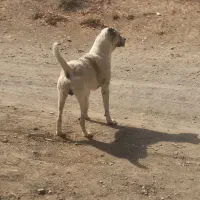 سگ گله ای دهان پاک