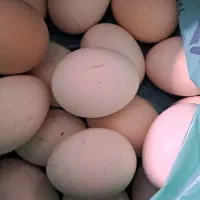 تخم مرغ نطفه دار گلین،لوهمن،مرندی،ویاندوت،