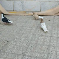 کبوتر دورگ پلاکی رنگی