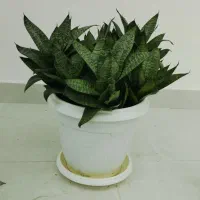 فروش گل سانسوریا سایز بزرگ