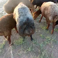 شیشک