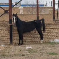 مادیان کورد به رنگه عشق