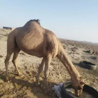 شترنربالغ