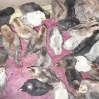 جوجه محلی