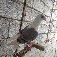 کبوتر پشت المانی