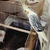 عروس هلندی جفت زیبا وسالم