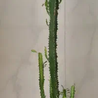 گل طبیعی کاکتوس