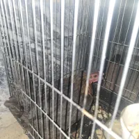 مرغ محلی