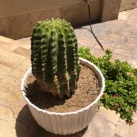 فروش کاکتوس غول پیکر تریکوسرئوس