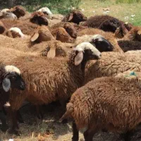 دام طبیعت ییلاقی دارای چند شعبه زنده درتهران