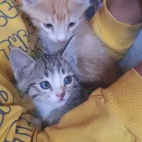 بچه گوربا